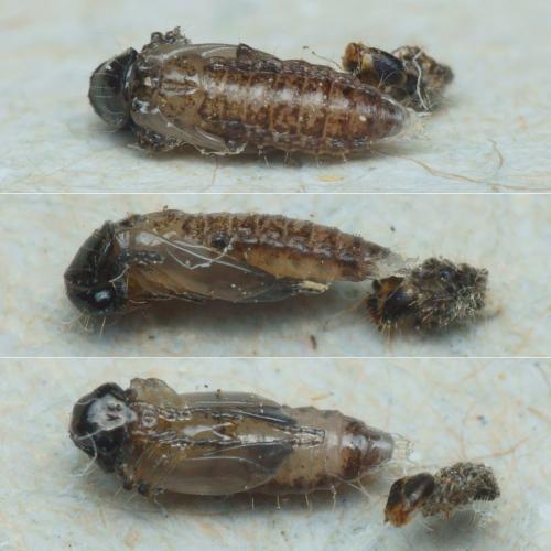Dasytes croceipes
